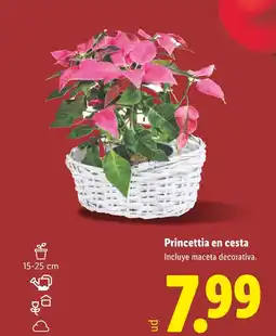 Lidl Princettia en cesta oferta