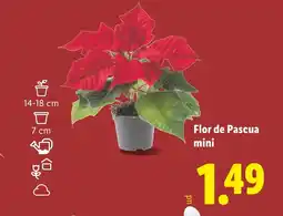 Lidl Flor de Pascua mini oferta
