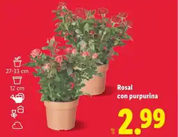 Lidl Rosal con purpurina oferta