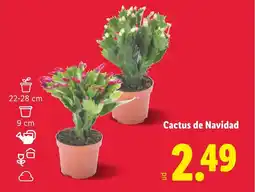 Lidl Cactus de Navidad oferta