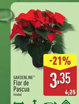 ALDI GARDENLINE Flor de Pascua oferta