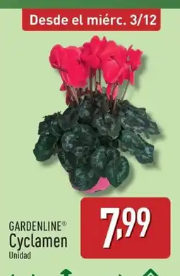 ALDI GARDENLINE Cyclamen oferta