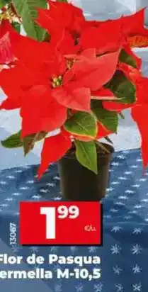 Dia Flor de pascua roja m-10,5 oferta