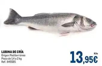 Origen - lubina de cria