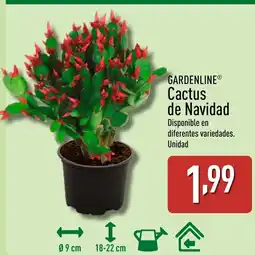 ALDI GARDENLINE Cactus de Navidad oferta