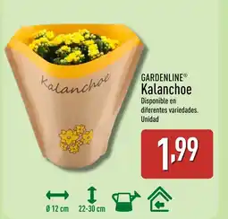 ALDI GARDENLINE Kalanchoe oferta