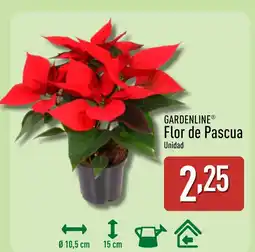 ALDI GARDENLINE Flor de Pascua oferta