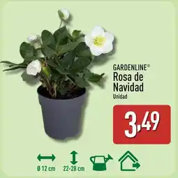 ALDI GARDENLINE Rosa de Navidad oferta