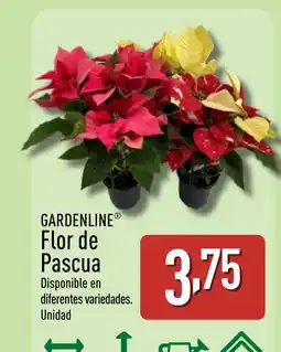 ALDI GARDENLINE Flor de Pascua oferta