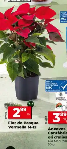 Dia Flor de Pasqua Vermella M-12 oferta