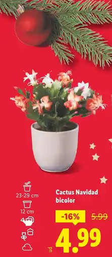 Lidl Cactus Navidad bicolor oferta
