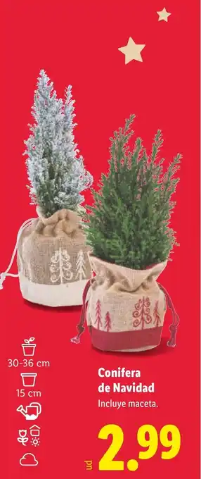 Lidl Conifera de Navidad oferta