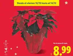 Lidl Flor de pascua XL regalo oferta