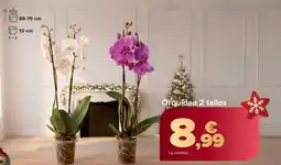 Carrefour Orquídea 2 tallos oferta