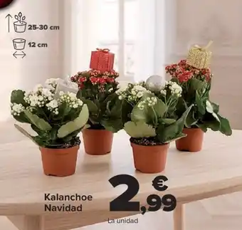 Carrefour Kalanchoe Navidad oferta