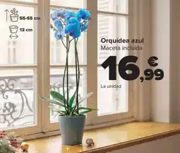 Carrefour Orquídea azul oferta