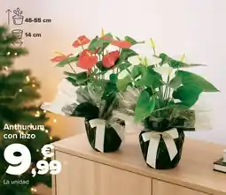 Carrefour Anthurium con lazo oferta