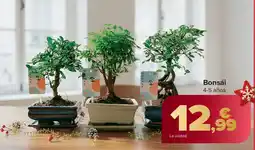 Carrefour Bonsái oferta