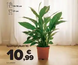 Carrefour Spathiphyllum XL oferta