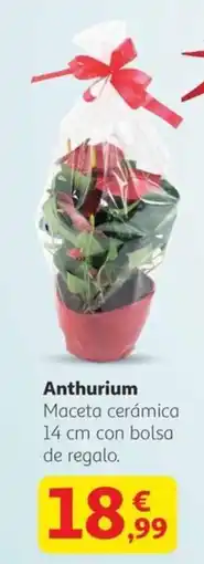 Alcampo Anthurium . oferta
