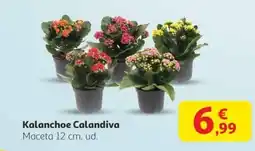 Alcampo Kalanchoe Calandiva oferta