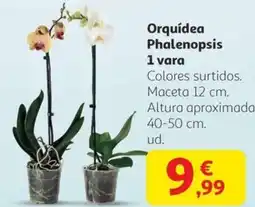 Alcampo Orquídea Phalenopsis 1 vara oferta