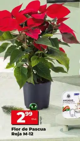 Dia Flor de Pascua Roja M-12 oferta