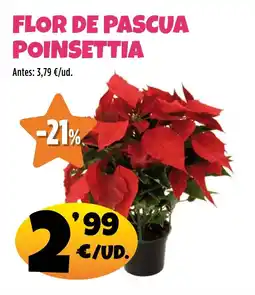 AhorraMas Flor de pascua poinsettia oferta
