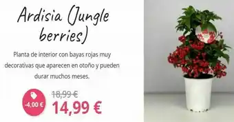 Verdecora Ardisia (jungle berries) planta de interior con bayas rojas muy decorativas que aparecen en otoño y pueden durar muchos me oferta