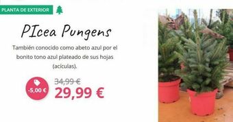 Verdecora Plantas oferta