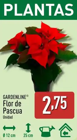 ALDI GARDENLINE Flor de Pascua oferta