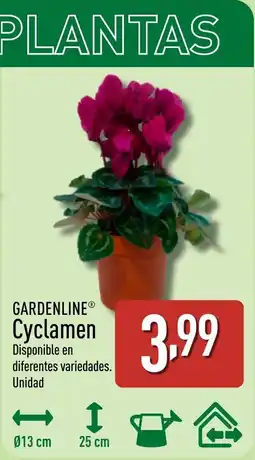 ALDI GARDENLINE Cyclamen oferta