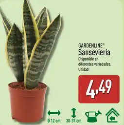 ALDI GARDENLINE Sansevieria oferta