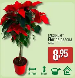 ALDI GARDENLINE Flor de pascua oferta