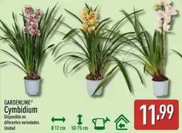 ALDI GARDENLINE Cymbidium oferta