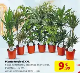 Alcampo Planta tropical XXL oferta