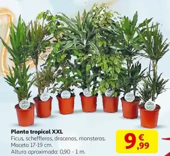 Alcampo Planta tropical XXL oferta