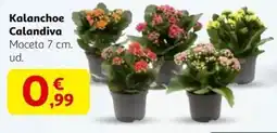 Alcampo Kalanchoe Calandiva oferta