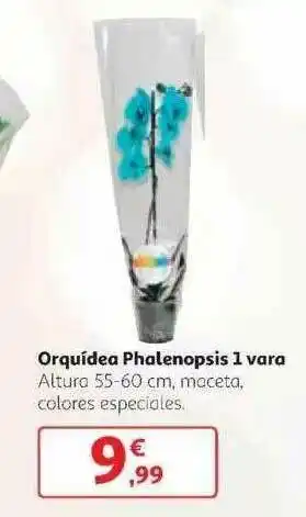 Alcampo Orquídea Phalenospis 1 Vara oferta