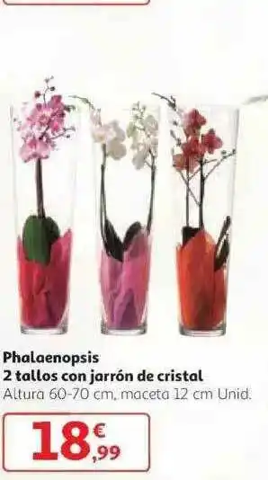 Alcampo Phalaenopsis 2 Tallos Con Jarrón De Cristal oferta