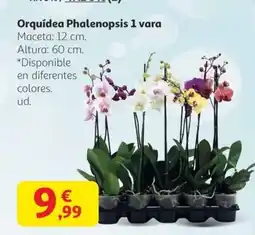 Alcampo Orquídea Phalenopsis 1 vara oferta