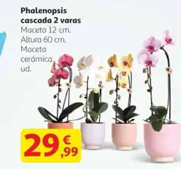 Alcampo Phalenopsis cascada 2 varas oferta
