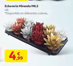 Alcampo Echeveria Miranda M8,5 oferta