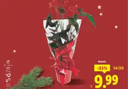 Lidl Anturio oferta