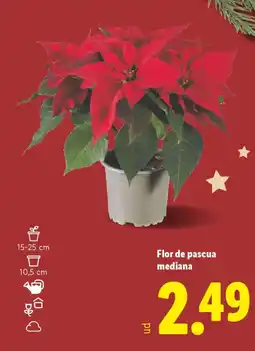 Lidl Flor de pascua mediana oferta
