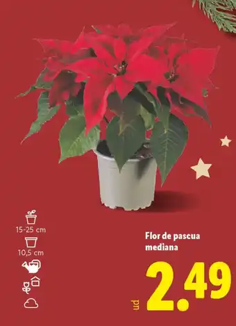 Flor de pascua mediana