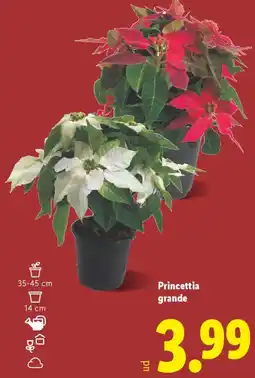 Lidl Princettia grande oferta