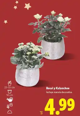Lidl Rosal y Kalanchoe oferta