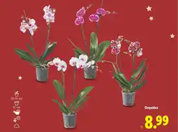 Lidl Orquídea oferta