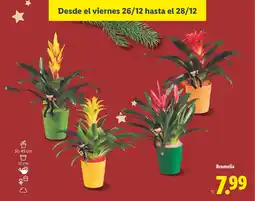 Lidl Bromelia oferta